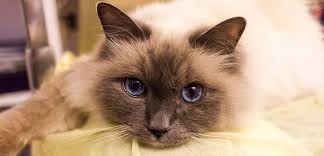 Maybe you would like to learn more about one of these? What New York S Cat Lovers Should Know About Pet Shop Kittens Aspca