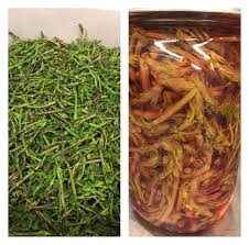 We've been celebrating the hop festival with exciting menu of #hopshoots @theflorencepub @londonhoppic.twitter.com/rn3qf0d4rg. Hop Shoots Pickled In Ipa Lemon And Coriander Pickling