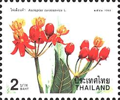 Image result for Glossostelma spathulatum