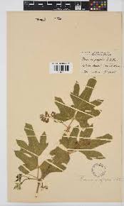 Image result for Neorautanenia ficifolia