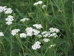 8 Grassland Medicinal Plants You Can Use The Perfect Diy Achillea Millefolium Achillea Medicinal Plants