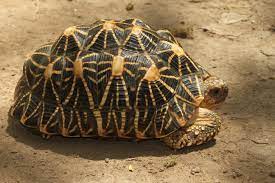 Звёздчатая черепаха — Википедия