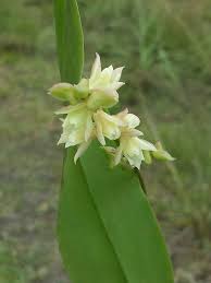 Image result for Polystachya cultriformis (yellow-flowered form)