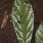 Image result for Antidesma vogelianum