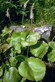 Image result for Hypoxis urceolata