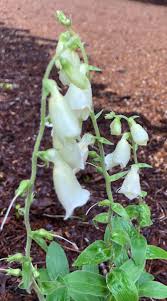 These are tall, slender plants with tubular blooms. Digitalis Purpurea Common Foxglove Foxglove North Carolina Extension Gardener Plant Toolbox