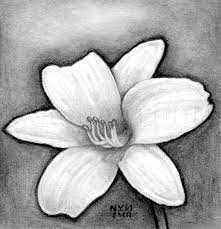 Using simple initial shapes for drawing a rose has been the traditional way of learning to draw this beautiful flower. How To Draw A Realistic Flower Step By Step Drawing Guide By Finalprodigy Dragoart Com