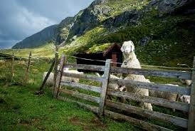 Etter allemannsretten har allmenheten rett til fri ferdsel, opphold og høsting i utmark. Governing Transitions In The Norwegian Outfields Between Agrarian Traditions Modern Consumption And Green Industrialisation Govout Ruralis