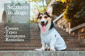 What are the signs of a dog having a seizure. Seizures In Dogs Causes Symptoms Types Treatments Petsyclopedia News
