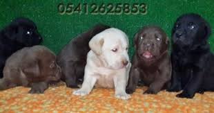 Labrador Yavru Fiyatlari 05412625853 Labrador Yavrulari Labrador Retrievers Labradors