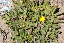 Image result for Lessertia macrostachya