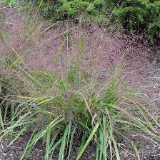 Image result for Eragrostis macrochlamys