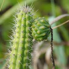 Image result for Polysphaeria harrisii