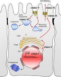Image result for Delta F508