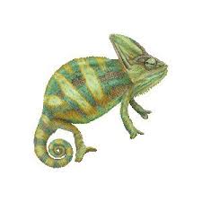 Veiled Chameleon Clipart Graphics Free Clip Art Chameleon Art Veiled Chameleon Free Clip Art