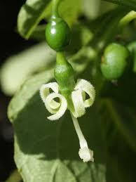 Image result for Cayaponia