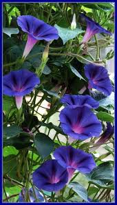 A Good Garden May Have Some Weeds Thomas Fuller Quotes British Clergyman And Writer One Of Th Morning Glory Flowers Beautiful Flowers Flower Photos