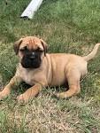 Black River Bullmastiff Puppy Breeder and Puppies for sale