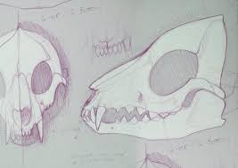 Draw outline for ears & draw outline for head. Pin On Art Reference
