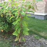 Pokeweed | solvepest