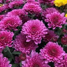 Chrysanthemums Growing And Care Tips Garden Design Chrysanthemum Growing Mums Flowers Fall Flowers Garden