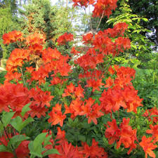 Image result for Rhododendron molle