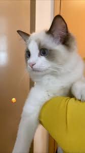 Cats Reunion Lisa Brings Lily To Visit Her Twin Brother Mingus Cats Blackpink Lisa Cat Pics