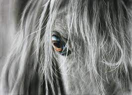 Draw a realistic horse draw real horse step by step drawing. Extremely Realistic Drawing Of A Horse Very Detailed Charcoal On Paper Steemit