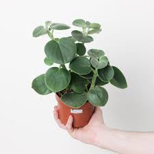 Image result for Ceropegia incana