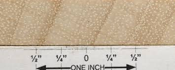 Image result for Triplochiton