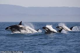 See tripadvisor's 19,494 traveler reviews and photos of orcas island tourist attractions. Whale Of A Time Orcas Make An Appearance In Indonesian Waters Environment The Jakarta Post