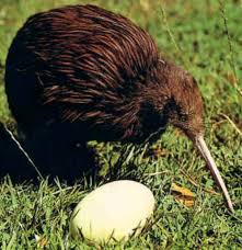 Image result for kiwi bird images