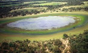 Image result for Syngonanthus welwitschii