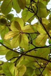 Image result for Combretum mkuzense
