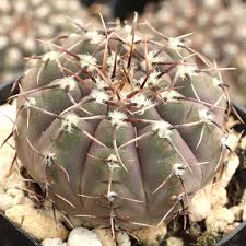 Image result for Monothecium glandulosum