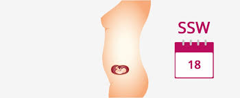 18 Ssw Schwangerschaftswoche Mutter Bauch Baby In 18 Ssw
