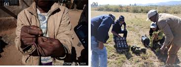 Image result for Digitaria pseudodiagonalis