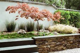 A proper location to plant a japanese maple sometimes requires being creative. Great Design Tree Japanese Maple