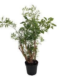 Chinese Ming Tree Polyscias Fruticosa Indoor Thick Trunk 4 Pot Walmart Com Ming Tree Plants House Plants