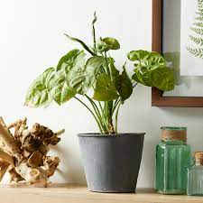 Great news for lovers of houseplants like pothos, pictured above! Indoor Plants For Low Light Better Homes Gardens