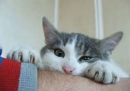 kedi tirmigi ile bulasan hastaliklar kedi mamasi kopek mamasi fiyatlari kopek kedi akvaryum kus haberleri kedi kopek kus
