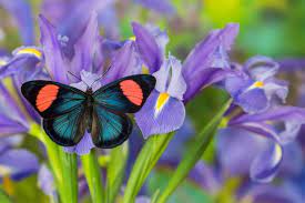 Australian admiral butterfly (image courtesy of julie burgher in line with creative commons licensing) 2. How To Attract Butterflies Better Homes And Gardens