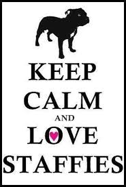 Pin On Staffy And Bully Lover Board