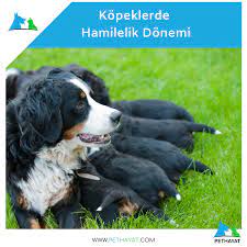 kopeklerde hamilelik donemi kopek evcil hayvanlar yavru kopek