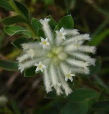 Image result for Gnidia inconspicua