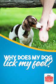 Pin On Dogs