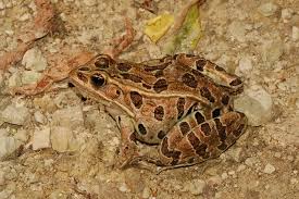 Image result for Lepidagathis andersoniana