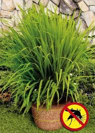 Mosquito Grass A K A Lemon Grass Repels Mosquitoes The Strong Citrus Odor Drives Mosquitoes Away Very Functional Patio P Avec Images Jardins Idees Jardin Deco Jardin