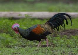 Check spelling or type a new query. Ayam Hutan Jenis Habitat Sebaran Harga