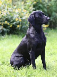 En formel 1 labrador er ganske simpelt en hund der er avlet på engelske/irske markprøvelinier. Pin Pa Hunde